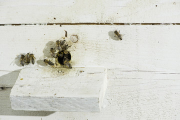 Bees entering the hive