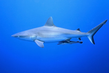 Fototapeta premium Grey Reef Shark with Suckerfish