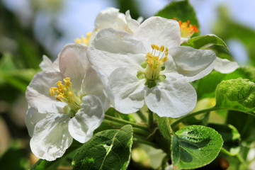 Apple Tree Flower on the blue Sky