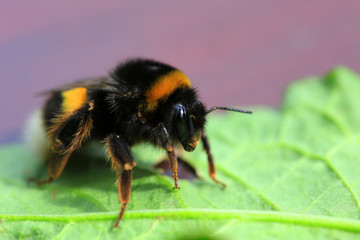 Detail of  bumble-bee