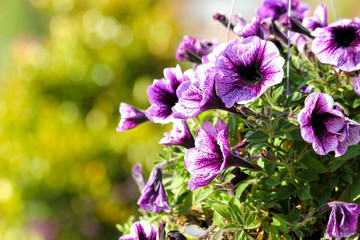 Petunias