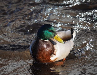 duck on the lake