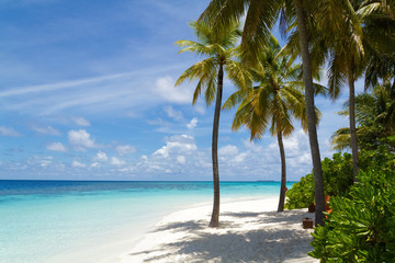 Palm tree and beautiful beach,Maldives
