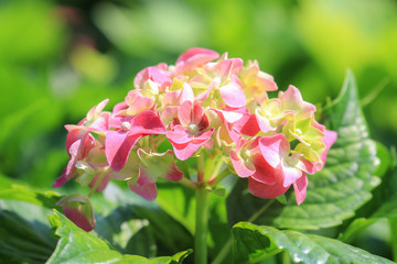 Pink flowers of Hydrangea Hortensia Ajisai plant