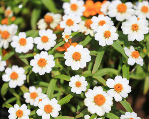 Fototapeta premium field of daisy flowers