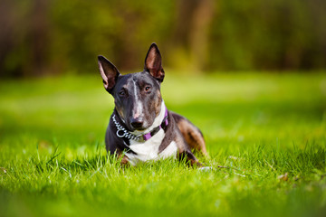 english bull terrier dog