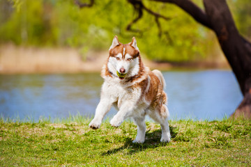 siberian husky dog playing outdoors © otsphoto