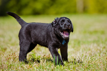 happy black puppy outdoors