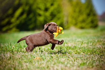 adorable puppy playing outdoors