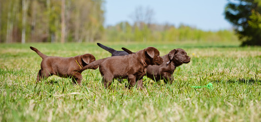 group of puppies outdoors © otsphoto