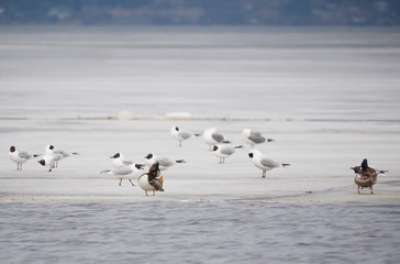 Mandarin duck with birds on the lake