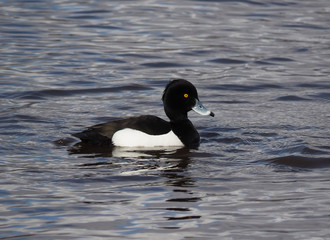 Tufted duck, Aythya fuligula