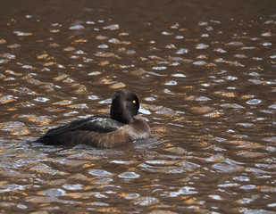 Tufted duck, Aythya fuligula