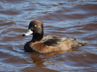 Tufted duck, Aythya fuligula