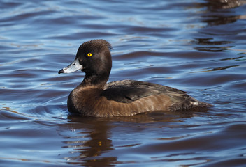 Tufted duck, Aythya fuligula