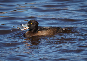 Tufted duck, Aythya fuligula