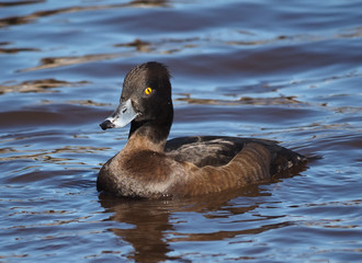 Tufted duck, Aythya fuligula