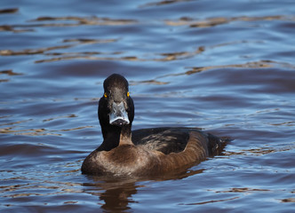 Tufted duck, Aythya fuligula