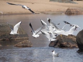 Gull on the lake
