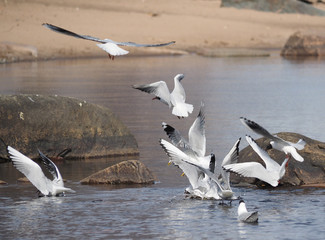 Gull on the lake