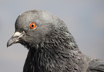portrait of pigeon