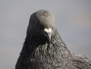 portrait of pigeon