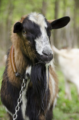 Obraz premium male goat