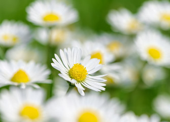 Obraz na płótnie Canvas Daisy flowers