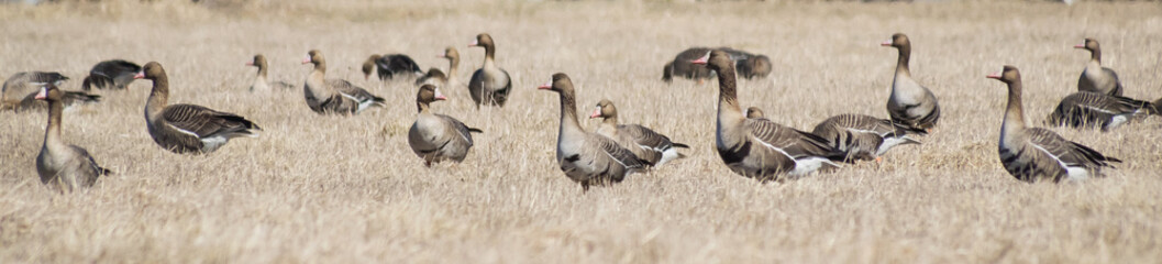 wild geese in the field