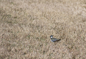 lapwing