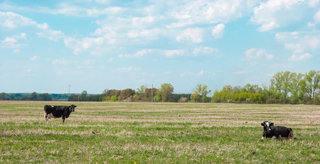 Cows on the meadow