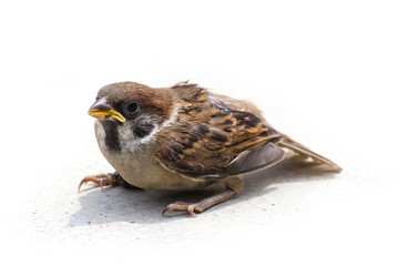 Sparrow sit stand on  floor