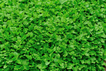 Obraz premium bed of motherwort plant grow 