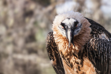Lammergeyer  - Gypaetus Barbatus Photo