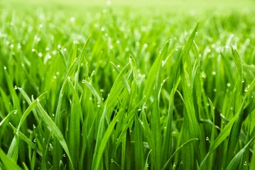Foto auf Acrylglas Gras Hohes nasses Gras in Nahaufnahme