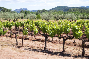 Fototapeta na wymiar Young vineyard in Provence