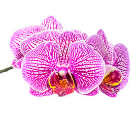Fototapeta na wymiar Blooming beautiful stripped lilac orchid flower, phalaenopsis is