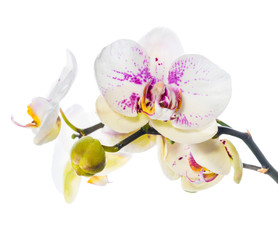Blooming beautiful motley lilac orchid flower, phalaenopsis is i