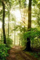 Obrazy na Szkle  Poranne słońce świeci w mglistym lesie