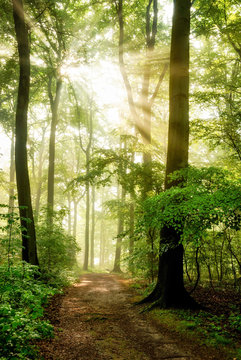 Fototapeta Morgensonne leuchtet in den nebeligen Wald