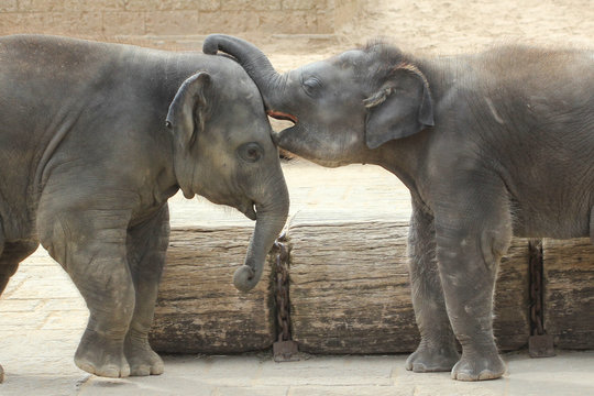 Elephants touching each other gently