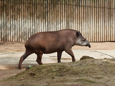 Tapiro di lato