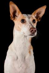 Portrait Podenko