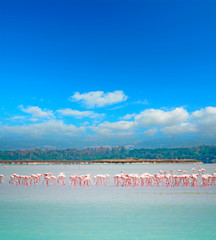 pink flamingos flock © Gabriele Maltinti