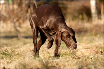 Deutsch Kurzhaar Vorstehen