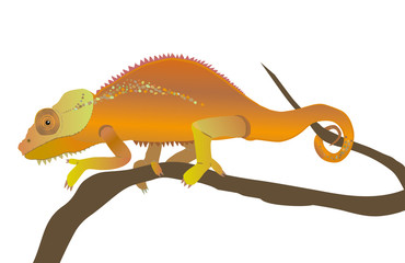 Naklejka premium chameleon