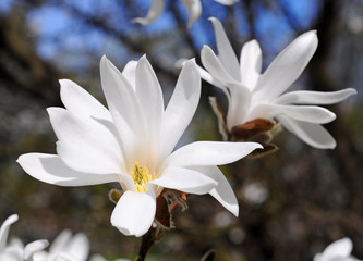Fototapeta na wymiar magnolia flower