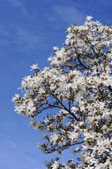white magnolia tree