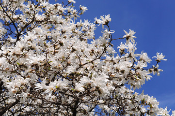 white magnolia tree