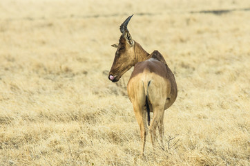 Impala